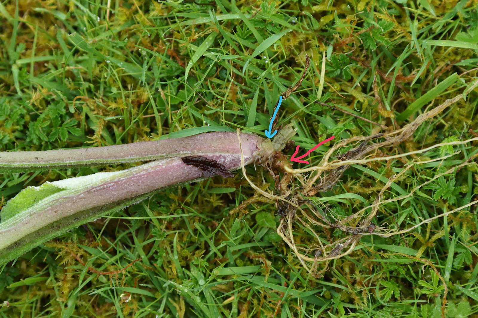 A small foxglove plant.