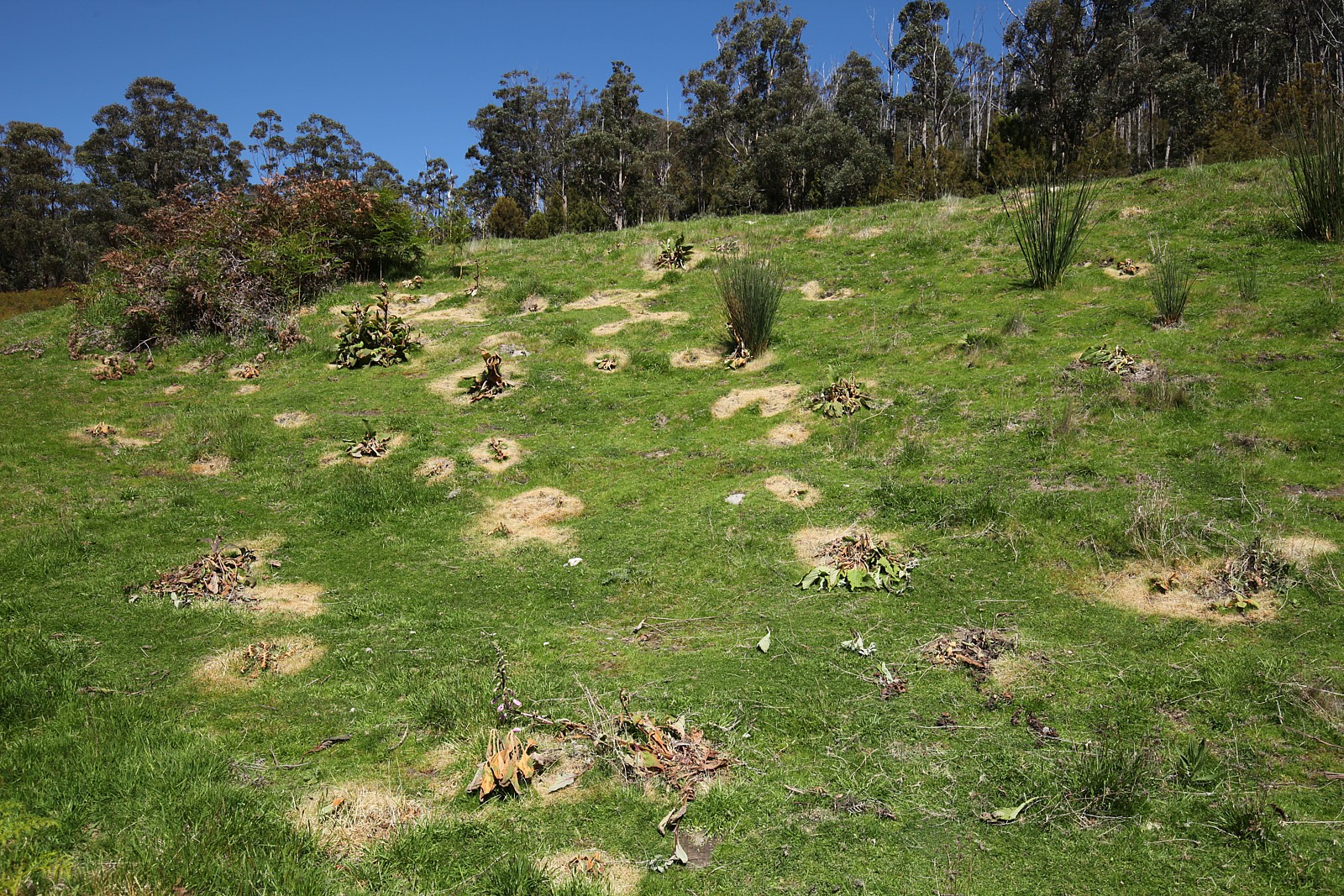 Dead spots after spraying with glyphosate.