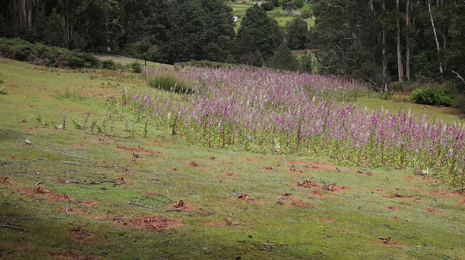 Rolling back the foxglove.
